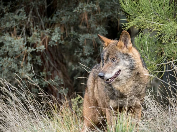 Mannetje van de Iberische wolf (Canis lupus signatus) — Stockfoto