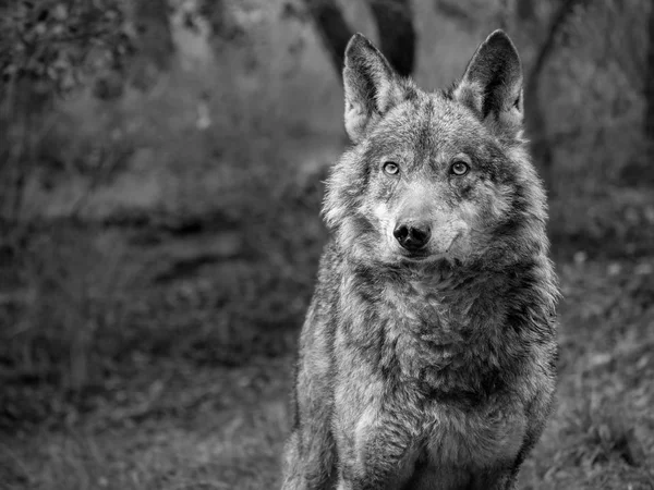Erkek İber kurt (Canis lupus signatus) — Stok fotoğraf