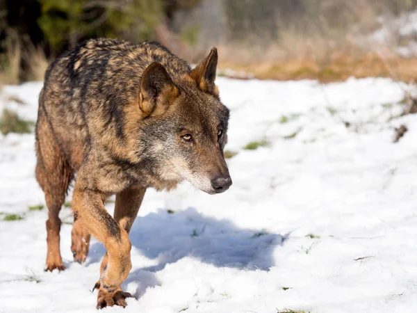 Lobo ibérico macho (Canis lupus signatus) corriendo en la nieve —  Fotos de Stock