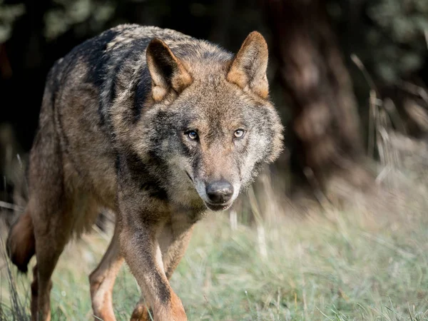 Mannelijke Iberische wolf (Canis lupus signatus) stalking — Stockfoto