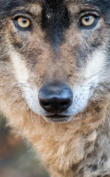 Lobo ibérico macho (Canis lupus signatus) retrato — Fotografia de Stock