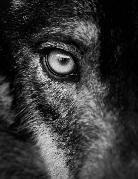 Eye of iberian wolf (Canis lupus signatus). Fearless, free, wild, ambush and willpower concepts.