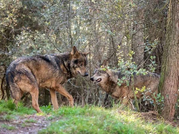 Et par iberiske ulver (Canis lupus signus) i varmesesong – stockfoto