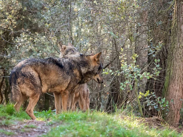 Ζευγάρι του ιβηρικού λύκου (Canis lupus signatus) θερμότητας σεζόν — Φωτογραφία Αρχείου