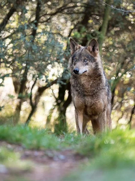 Vrouwelijke Iberische wolf (Canis lupus signatus) in een mooi bos — Stockfoto