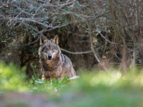 Θηλυκό ιβηρικού λύκου (Canis lupus signatus) σε ένα ωραίο δάσος — Φωτογραφία Αρχείου