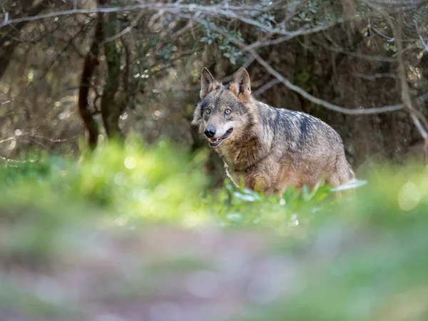 Vrouwelijke Iberische wolf (Canis lupus signatus) in een mooi bos — Stockfoto