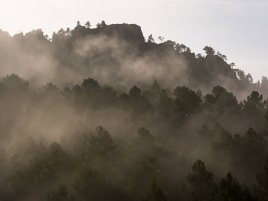 Dağ orman sisli sabah