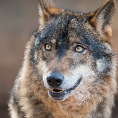 İber kurt (Canis lupus signatus güzel gözlü)