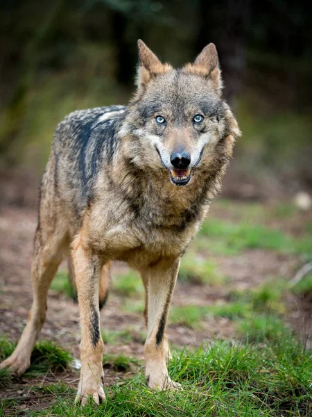 Hembra de lobo ibérico (Canis lupus signatus) con ojos azules —  Fotos de Stock