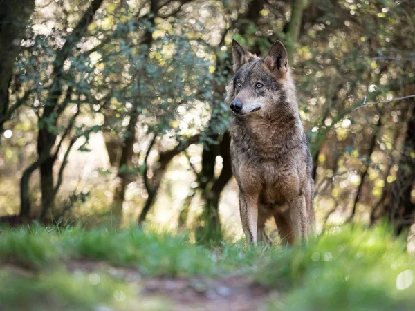 Lupo iberico femmina (Canis lupus signatus) in una bella foresta — Foto Stock