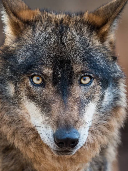 Retrato de lobo ibérico (Canis lupus signatus ) — Fotografia de Stock