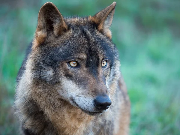Portré Ibériai farkas (Canis lupus signatus) — Stock Fotó