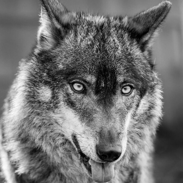 Black and white portrait of an iberian wolf showing his tongue (Canis lupus signatus)