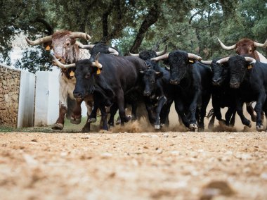 Spanish fighting bulls running clipart