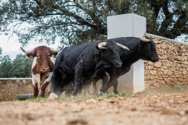 Spanish fighting bulls running clipart