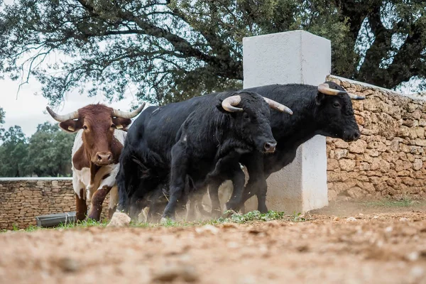 Toros españoles corriendo —  Fotos de Stock