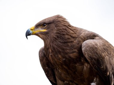 Beyaz arka plan üzerinde izole Harris Şahin portre (Parabuteo unicinctus)