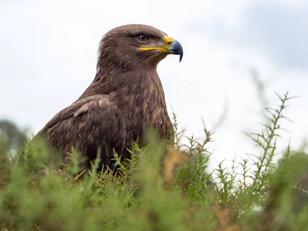 Harris Hawk Porträt (Parabuteo unicinctus) — Stockfoto