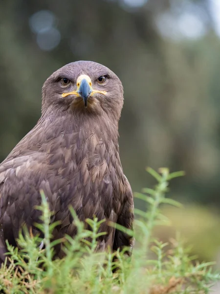 해리스 호크 초상화 (Parabuteo unicinctus) — 스톡 사진