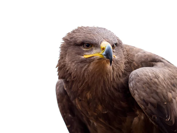 Retrato de halcón Harris (Parabuteo unicinctus) aislado sobre fondo blanco — Foto de Stock