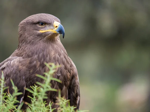 Retrato de halcón Harris (Parabuteo unicinctus ) — Foto de Stock