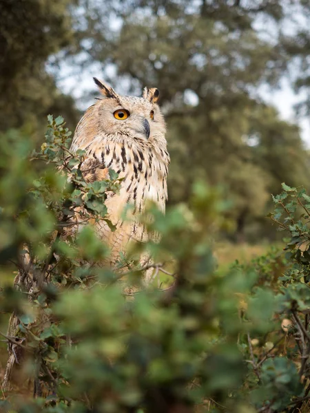 Σιβηρίας μπούφος (Bubo bubo) στο δάσος — Φωτογραφία Αρχείου