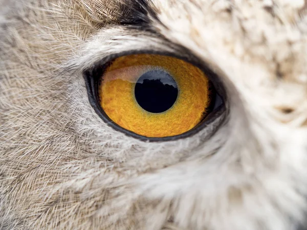 Détail de l'oeil d'un hibou (Bubo bubo ) — Photo