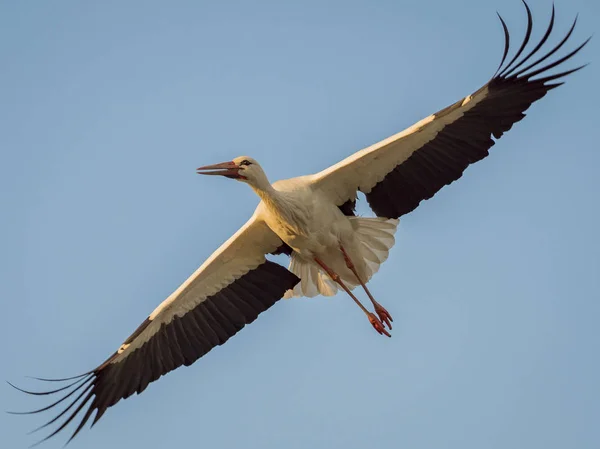 Аист (Ciconia ciconia) летит на голубом небе с заходом солнца — стоковое фото