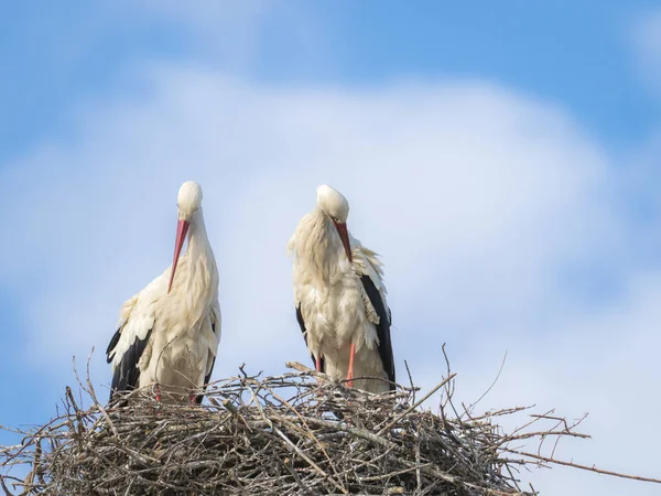 Coppia di cicogne bianche (Cicocina ciconia) toelettatura nel nido — Foto Stock