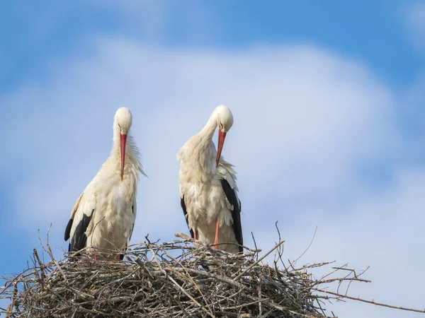 Pareja de cigüeñas blancas (Cicocina ciconia) acicalándose en el nido — Foto de Stock