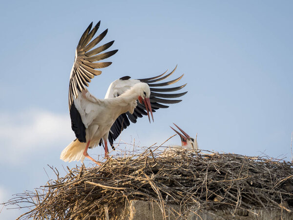 Adult white stork (Ciconia ciconia) feeding its chick