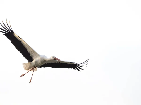 Білий лелека (циконія) з великими крилами, що літають ізольовано — стокове фото
