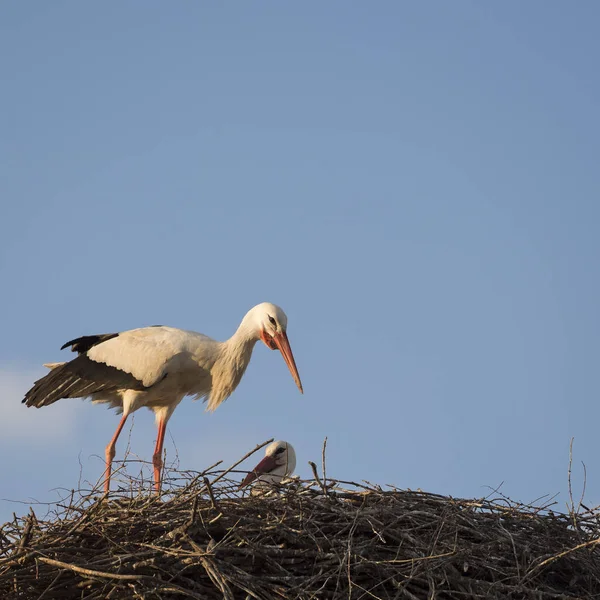 Pareja de cigüeñas blancas (Cicocina ciconia) en el nido — Foto de Stock