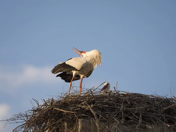 Para Bocian biały (Cicocina ciconia) w gnieździe — Zdjęcie stockowe