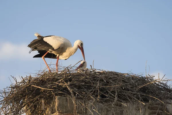 Couple de cigognes blanches (Cicocina ciconia) dans le nid — Photo