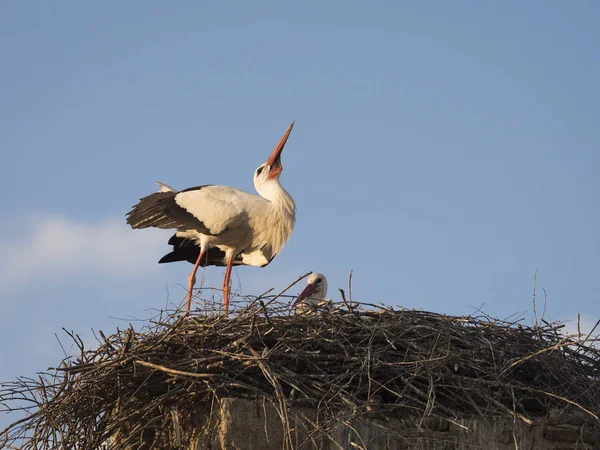 Coppia di cicogne bianche (Cicocina ciconia) nel nido — Foto Stock