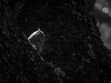 Arkadan aydınlatmalı Avrasya İshak baykuşu (Otus İshak) bir ağaç