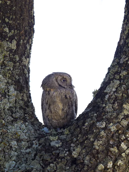 Eurasian scops owl (Otus scops) on a tree against white backgrou — Stock Photo, Image