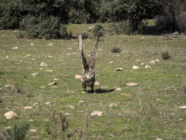 Avrasya kartal Şahinle sergide uçan baykuş (Bubo bubo)