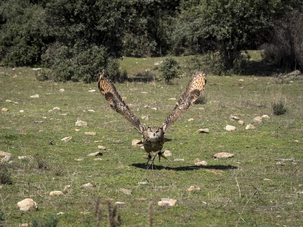 Hibou aigle d'Eurasie (Bubo bubo) volant dans une exposition de fauconnerie — Photo