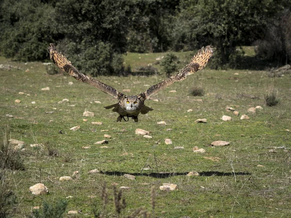 Eurasian eagle owl (Bubo bubo) flying in a falconry exhibition — Stock Photo, Image