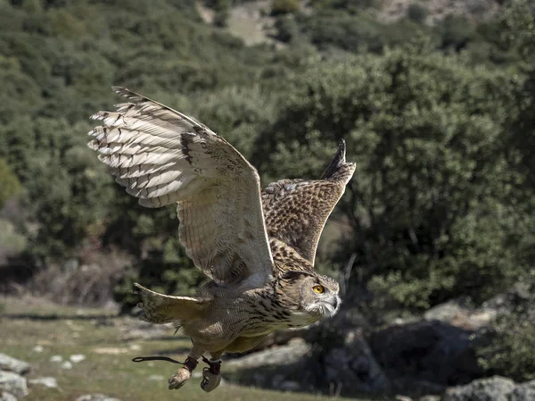 Eurasian eagle owl (Bubo bubo) flying in a falconry exhibition — Stock Photo, Image