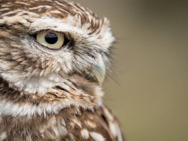 Kukumav (Athene noctua closeup portresi)