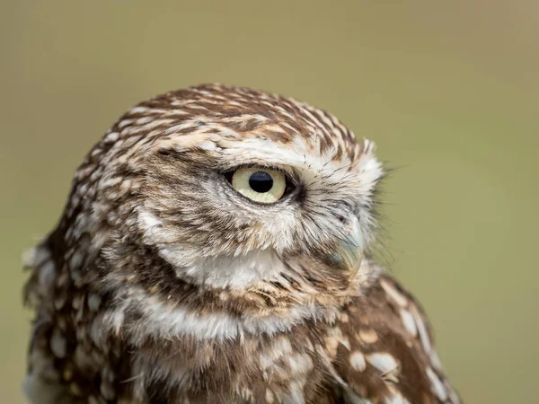 Kukumav (Athene noctua closeup portresi)