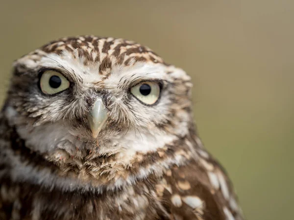 Nahaufnahme Porträt einer kleinen Eule (athene noctua) — Stockfoto