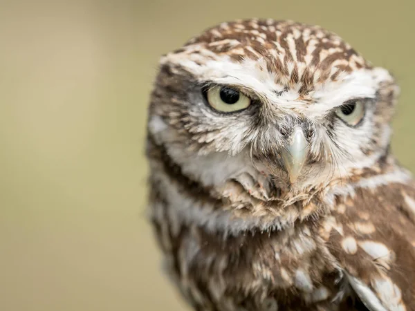 Nahaufnahme Porträt einer kleinen Eule (athene noctua) — Stockfoto