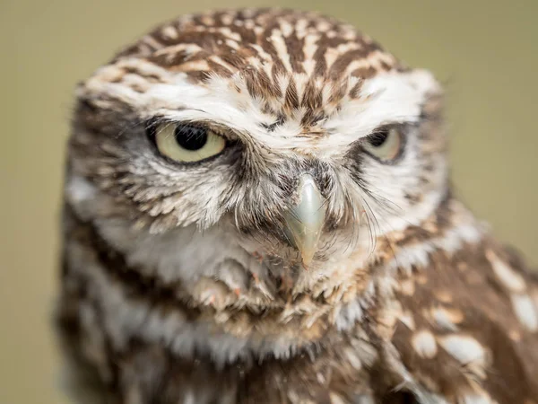 Closeup portrait of a little owl (Athene noctua) — Stock Photo, Image