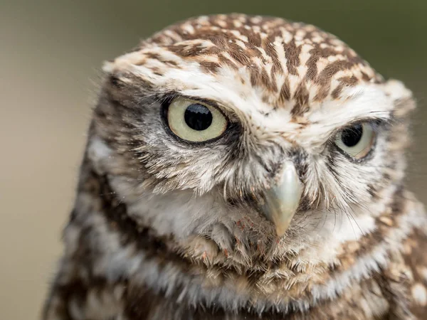 Nahaufnahme Porträt einer kleinen Eule (athene noctua) — Stockfoto