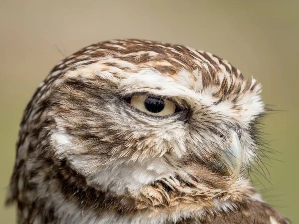 Nahaufnahme Porträt einer kleinen Eule (athene noctua) — Stockfoto